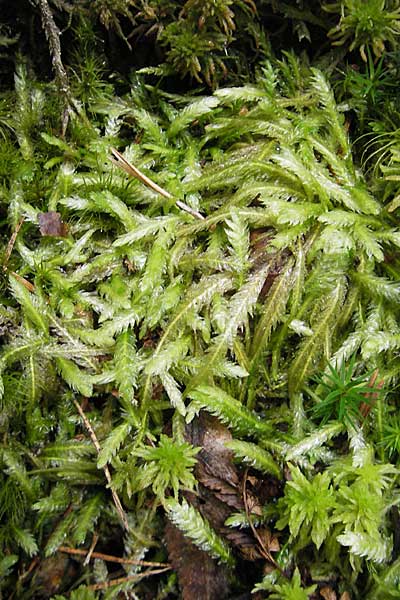 Plagiothecium undulatum agg. ? \ Gewelltes Schiefkapselmoos / Undulate Plagiothecium Moss, S Skurugata 12.8.2009