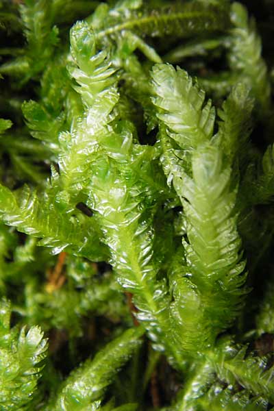 Plagiothecium undulatum agg. ? \ Gewelltes Schiefkapselmoos / Undulate Plagiothecium Moss, S Skurugata 12.8.2009