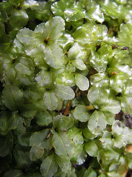 Rhizomnium punctatum \ Rhizoidfilziges Sternmoos / Rhizomnium Moss, S Skurugata 12.8.2009