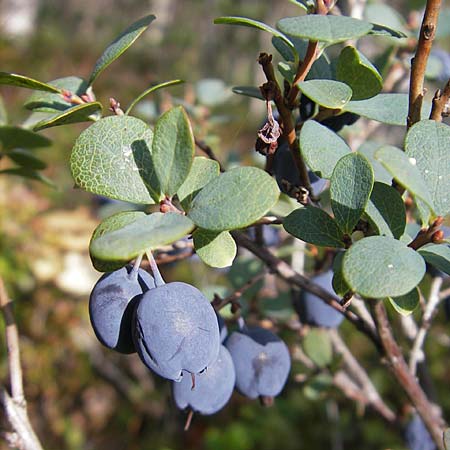 Vaccinium uliginosum \ Gewhnliche Moorbeere / Bog Bilberry, S Store Mosse 12.8.2009