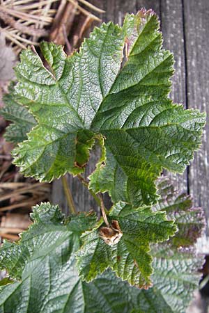 Rubus chamaemorus \ Molte-Beere, S Store Mosse 12.8.2009