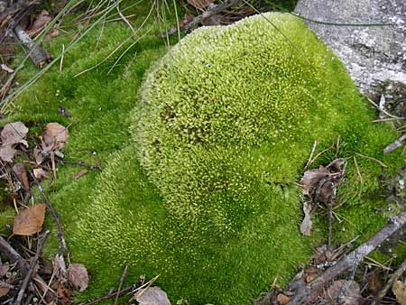 Leucobryum glaucum \ Wei&szlig;-Moos / White Cushion Moss, S Store Mosse 12.8.2009