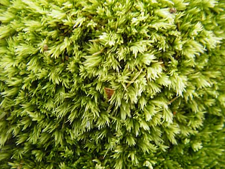 Leucobryum glaucum \ Wei&szlig;-Moos / White Cushion Moss, S Store Mosse 12.8.2009