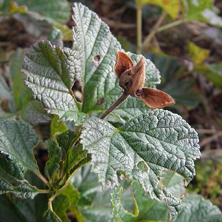Rubus chamaemorus \ Molte-Beere, S Store Mosse 12.8.2009