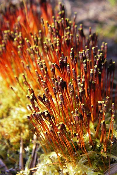 Tetraplodon mnioides \ Vierzack-Moos / Slender Cruet Moss, Entireleaf Nitrogen Moss, S Store Mosse 12.8.2009