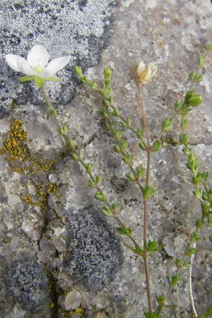 Sagina nodosa \ Knotiges Mastkraut / Knotted Pearlwort, S Torekov 3.8.2010