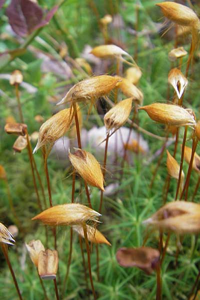 Polytrichum juniperinum \ Wacholder-Widertonmoos / Juniper Polytrichum Moss, S Tanum 9.8.2010
