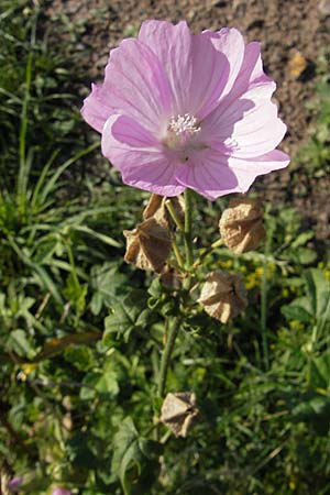 Malva alcea \ Rosen-Malve, Spitzblatt-Malve / Hollyhock Mallow, S Kullaberg 13.8.2009