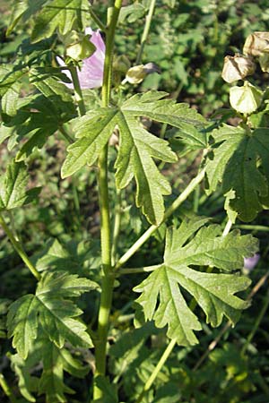 Malva alcea \ Rosen-Malve, Spitzblatt-Malve / Hollyhock Mallow, S Kullaberg 13.8.2009
