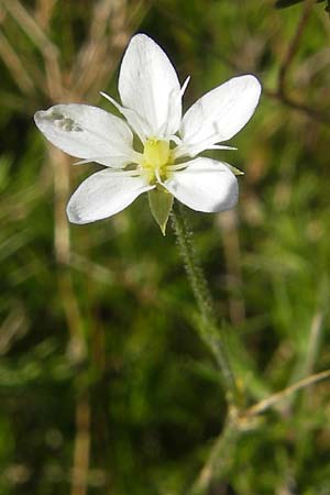 Sabulina glaucina \ H&uuml;gel-Fr&uuml;hlings-Miere / Hill Spring Sandwort, S Botan. Gar.  Universit.  Uppsala 28.8.2010