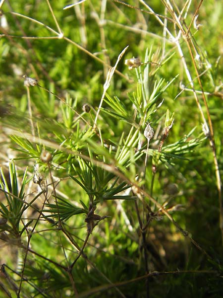 Sabulina glaucina \ H&uuml;gel-Fr&uuml;hlings-Miere / Hill Spring Sandwort, S Botan. Gar.  Universit.  Uppsala 28.8.2010