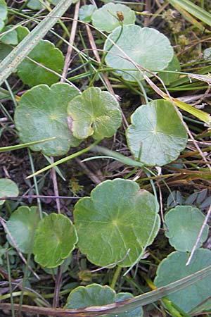 Hydrocotyle vulgaris \ Gewhnlicher Wassernabel / Marsh Pennywort, S Öland, Skärlöv 8.8.2009
