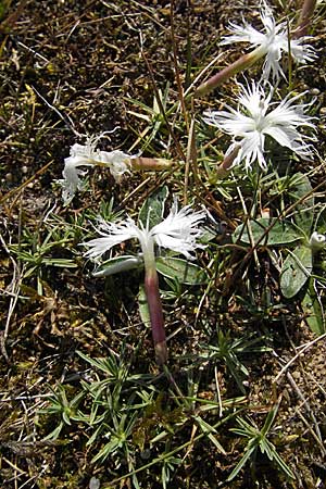 Dianthus arenarius \ Sand-Nelke / Stone Pink, S Simrishamn, Haväng 7.8.2009