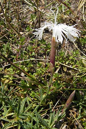 Dianthus arenarius \ Sand-Nelke / Stone Pink, S Simrishamn, Haväng 7.8.2009