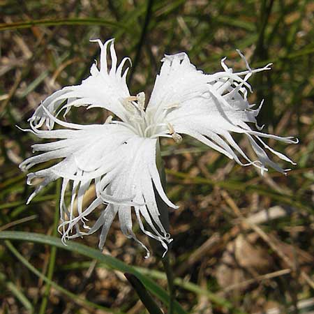 Dianthus arenarius \ Sand-Nelke / Stone Pink, S Simrishamn, Haväng 7.8.2009
