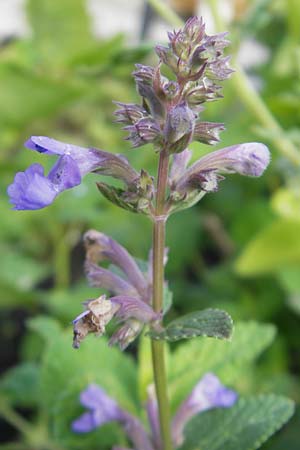 Nepeta grandiflora \ Grobltige Katzenminze / Giant Catnip, S Västers 29.8.2010