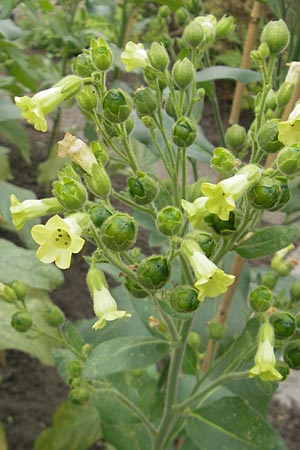 Nicotiana rustica \ Bauern-Tabak / Wild Tobacco, S Helsingborg 2.8.2010