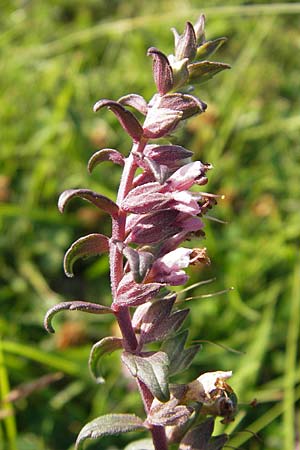 Odontites vulgaris \ Spter Zahntrost, Gewhnlicher Zahntrost / Red Bartsia, S Öland, Trollskogen 9.8.2009