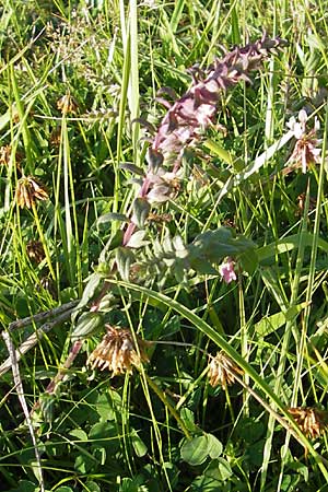Odontites vulgaris \ Spter Zahntrost, Gewhnlicher Zahntrost / Red Bartsia, S Öland, Trollskogen 9.8.2009