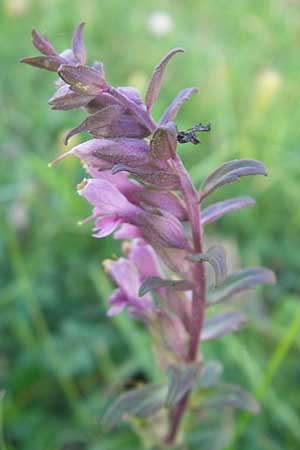 Odontites vulgaris \ Spter Zahntrost, Gewhnlicher Zahntrost / Red Bartsia, S Öland, Trollskogen 9.8.2009