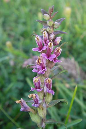 Odontites vulgaris \ Spter Zahntrost, Gewhnlicher Zahntrost / Red Bartsia, S Öland, Trollskogen 9.8.2009