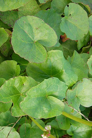 Oxyria digyna \ Alpen-Suerling / Alpine Mountain Sorrel, S Botan. Gar.  Universit.  Uppsala 28.8.2010