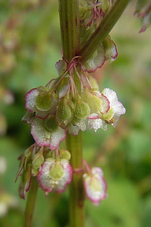 Oxyria digyna \ Alpen-Suerling / Alpine Mountain Sorrel, S Botan. Gar.  Universit.  Uppsala 28.8.2010