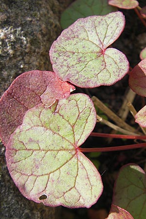 Oxyria digyna \ Alpen-Suerling / Alpine Mountain Sorrel, S Botan. Gar.  Universit.  Uppsala 28.8.2010