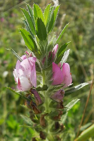 Ononis spinosa \ Dornige Hauhechel / Spiny Restharrow, S Tanum 9.8.2010