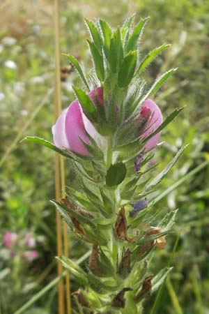 Ononis spinosa \ Dornige Hauhechel / Spiny Restharrow, S Tanum 9.8.2010