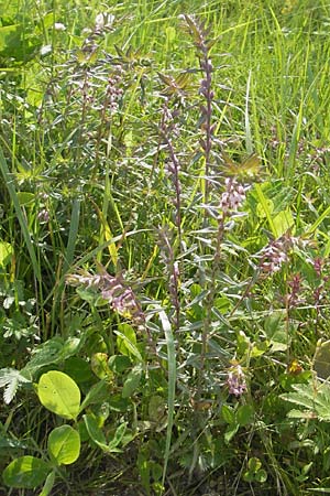 Odontites vulgaris \ Spter Zahntrost, Gewhnlicher Zahntrost / Red Bartsia, S Tanum 9.8.2010