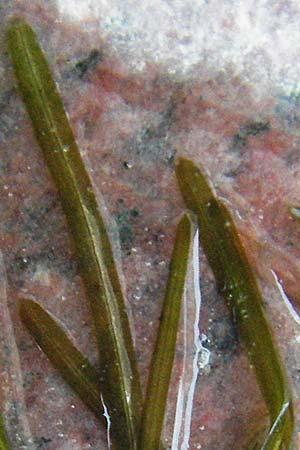 Potamogeton pusillus agg. \ Zwerg-Laichkraut / Small Pontweed, S Västers 27.8.2010