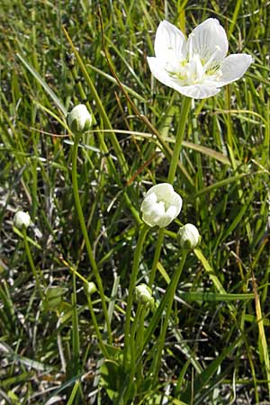 Parnassia palustris \ Sumpf-Herzblatt, Studentenrschen / Grass of Parnassus, S Öland, Stora Alvaret, Möckel Mossen 8.8.2009