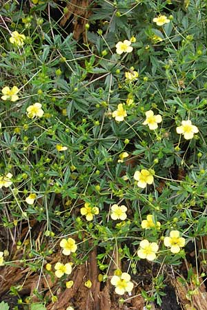 Potentilla erecta \ Blutwurz / Tormentil, S Vänersborg 12.8.2010
