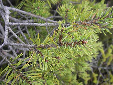 Pinus x rotunda \ Moor-Kiefer / Bog Pine, S Store Mosse 12.8.2009