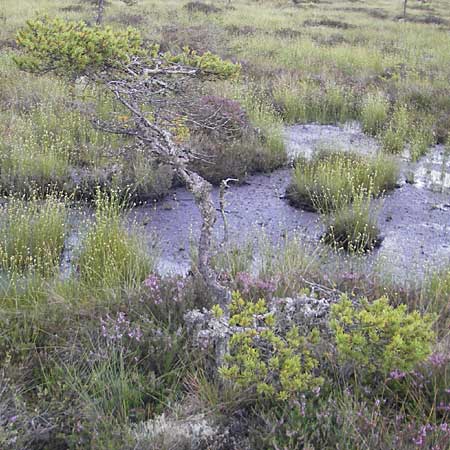 Pinus x rotunda \ Moor-Kiefer / Bog Pine, S Store Mosse 12.8.2009
