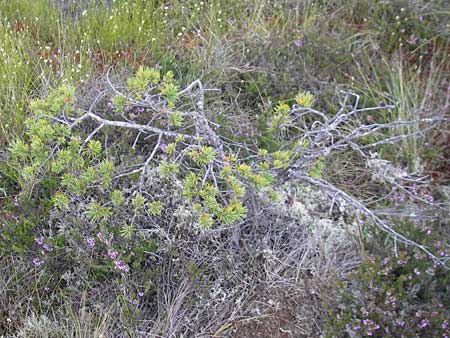 Pinus x rotunda \ Moor-Kiefer / Bog Pine, S Store Mosse 12.8.2009