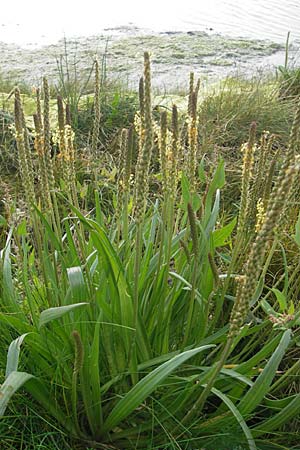 Plantago maritima \ Strand-Wegerich / Sea Plantain, S Orust 7.8.2010