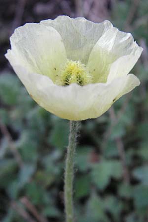 Papaver laestadianum \ Laestadius-Mohn, S Västers 27.8.2010