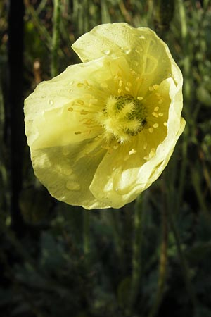 Papaver laestadianum \ Laestadius-Mohn, S Västers 29.6.2011