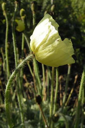 Papaver laestadianum \ Laestadius-Mohn, S Västers 29.6.2011