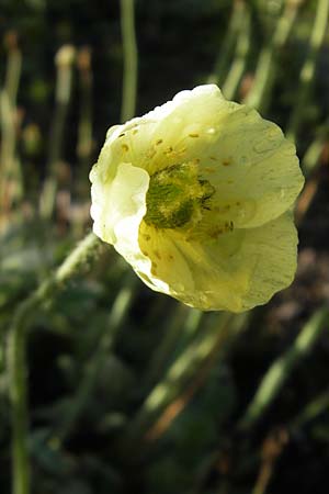 Papaver laestadianum \ Laestadius-Mohn, S Västers 29.6.2011