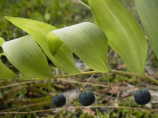 Polygonatum odoratum \ Salomonssiegel, Duftende Weiwurz / Angular Solomon's Seal, S Västers Ängsö 29.8.2010