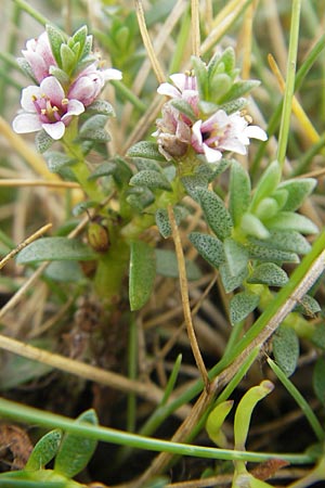 Lysimachia maritima \ Strand-Milchkraut / Sea Milkwort, S Torekov 3.8.2010