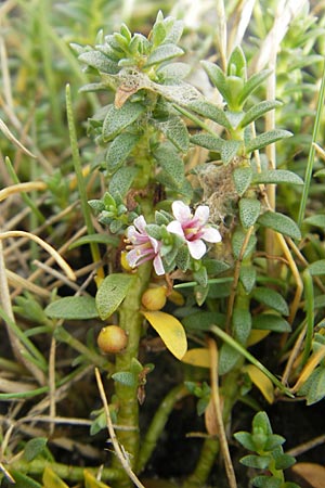 Lysimachia maritima \ Strand-Milchkraut / Sea Milkwort, S Torekov 3.8.2010