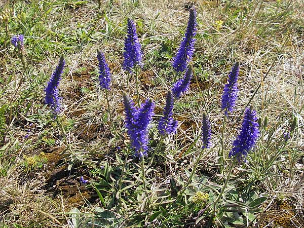 Veronica spicata \ hriger Blauweiderich, hriger Ehrenpreis / Spiked Speedwell, S Öland, Stora Alvaret 8.8.2009