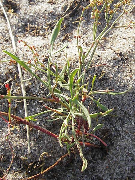 Rumex tenuifolius \ Schmalblttriger Sauer-Ampfer / Narrow-Leaved Sheep's Sorrel, S Ystad 5.8.2009