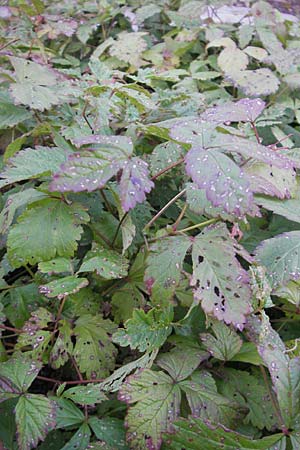 Rubus arcticus \ Schwedische Acker-Beere, Arktische Brombeere / Arctic Bramble, S V&auml;ster�s 27.8.2010