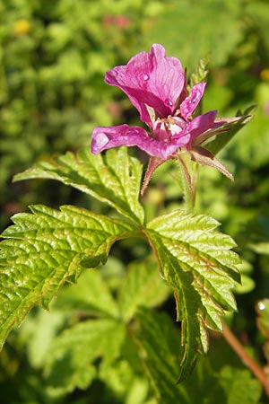 Rubus arcticus \ Schwedische Acker-Beere, Arktische Brombeere / Arctic Bramble, S V&auml;ster�s 29.6.2011