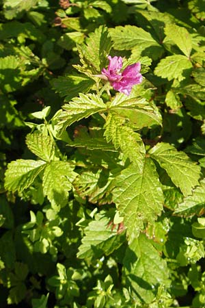 Rubus arcticus \ Schwedische Acker-Beere, Arktische Brombeere / Arctic Bramble, S V&auml;ster�s 29.6.2011